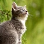 Cats See Well in Dim Light
