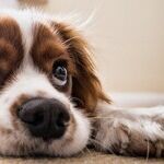 Young Dog's Skin Mass May Disappear Without Treatment