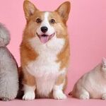 Dogs That Eat High-Fat Snacks Risk Pancreatitis