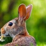 Sterilizing Pet Rabbits Has Medical and Behavioral Benefits
