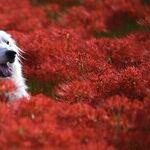Ingested Pennies Toxic to Pets