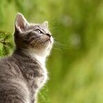 Feline Herpes Virus Not Contagious to Humans