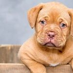 Antlers and Other Hard Chews Break Dogs' Teeth