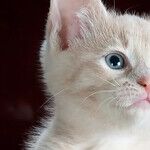 Veterinary Dentistry Requires Anesthesia