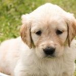 Mast Cell Tumor Most Common Canine Skin Cancer