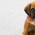 Limit Pet's Weight Gain After Sterilization Surgery