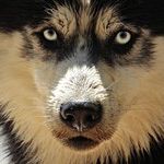Prevent Pet From Drinking Windshield Washer Fluid