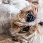 Foxglove Plants Toxic to Pets