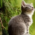 Plant a Pet-Safe Garden
