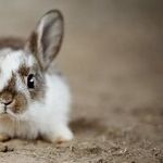 Surprise Children With Chocolate or Plush Easter Pet, Not Live One