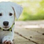 Spring Bulbs Toxic to Dogs