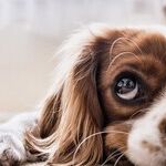 Mammary Tumors Common in Unsterilized Female Dogs