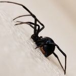Cats Especially Sensitive to Black Widow Spider Venom