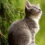 Protect Pets From Halloween Antics