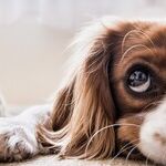 Cats and Dogs Don't Interbreed, But Other Species Do