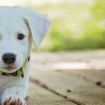 Tail Docking Causes Communication Challenges and Pain