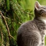 Simple Blood Test Detects Heart Disease in Cats