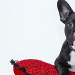 Don't Feed Thanksgiving Leftovers to Pets