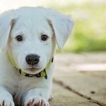 Dog's Red Eye Needs Immediate Care