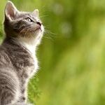 Painful Tooth Resorption Common in Cats