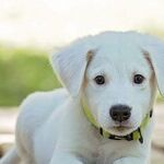 Healthy Lifestyle May Lessen Dog's Cancer Risk