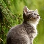 Don't Use Dog Flea Prevention on Cat