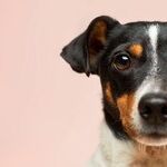 Puppy's Hernia Needs Surgical Repair