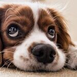 Lyme Disease Is Infecting More Dogs and Spreading to New Areas