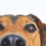 Present Creative Gift to Animal Lover