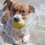 Don't Let Dogs Chew Bones or Tennis Balls