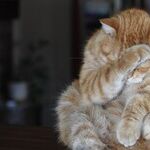 Many Ways To Get Medications Into Cats