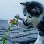 Cats Require Meat-Based Diets