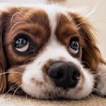 Dog's Cloudy Eyes May Be Normal Aging Change, Not Cataracts