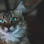 Colorful Reflector in Cat's Eye Enhances Night Vision