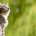 Cat's Lymphoma Not Contagious