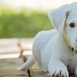 Shelter Cat Less Expensive Than 'Free' Cat