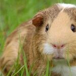 Guinea Pigs Need Vitamin C in Diet