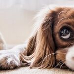 Canine Influenza Very Contagious