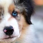 Puppy's Demodectic Mange Not Contagious