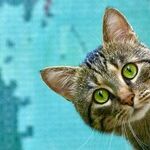Veterinary Homeopathy Worse Than Ineffective