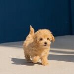 When Adopting, Match Dog to Your Activity Level