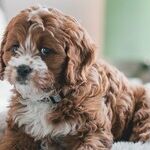 Secondhand Vaping Harmful to Pets