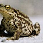 Toads Release Toxins That Harm Pets