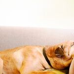 Sterilized Dogs Live Longer