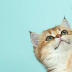 Cats With Extra Toes Nicknamed 'Hemingway Cats'