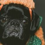 Halloween Candy Scary for Pets