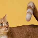 Arthritis Treatment Safe for Cats With Kidney Disease