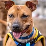 Reward-Based Training More Effective and Humane Than Aversive Training