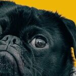 Paintballs Toxic to Dogs