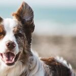 Vaccines Safe for Senior Dogs
